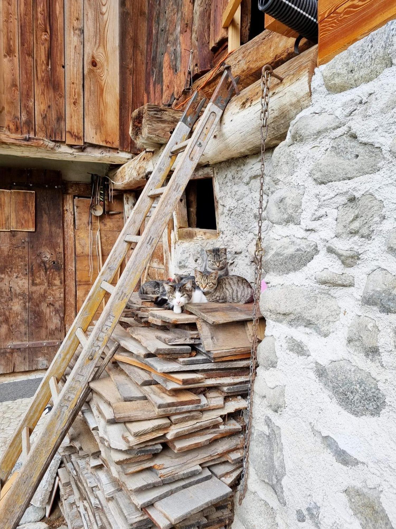 Villa Alpina Campiglio Madonna Dış mekan fotoğraf