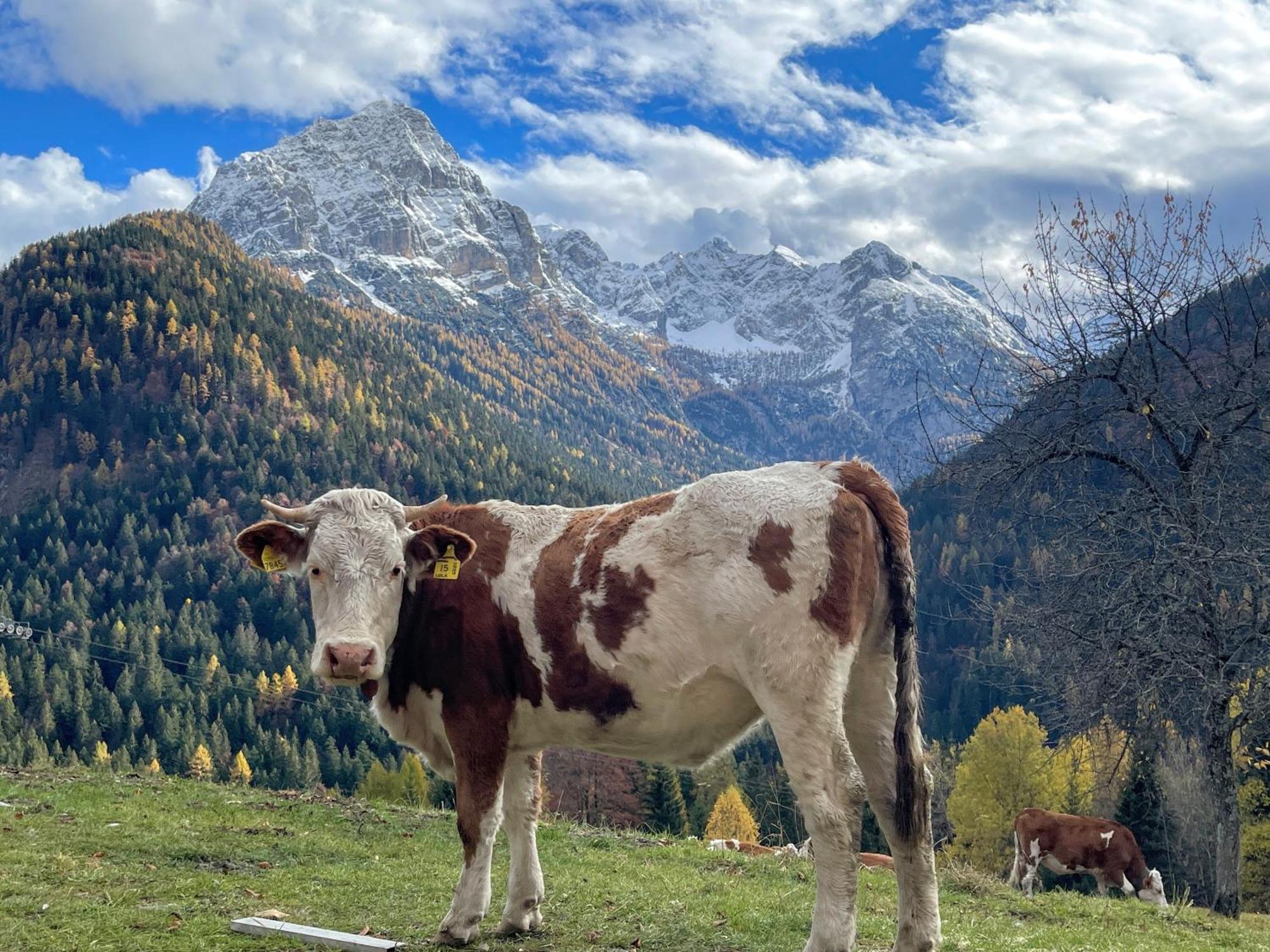 Villa Alpina Campiglio Madonna Dış mekan fotoğraf